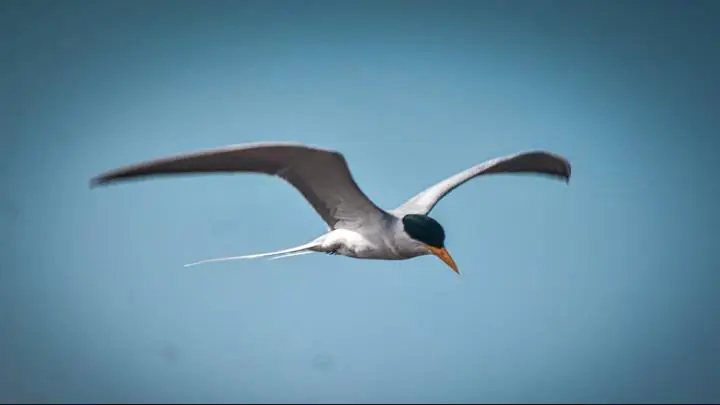 नीमच में पहली बार एशियन वाटर बर्डसेंसस, प्रवासी पक्षी भी मिले, ग्रेट व्हाइट पेलिकन, कॉमन टील, रूडीशेल डक मिले